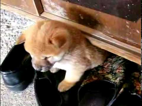 柴犬（子犬） - YouTube