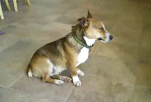疲れ切って脱力しまくった犬がかわいいww