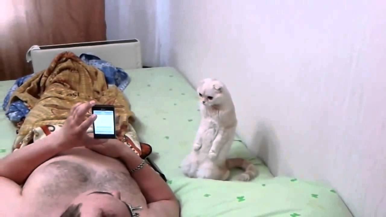 猫ロシア国歌を聴く - YouTube