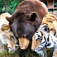 「BLT」猛獣3匹が一緒に生活する姿が凄い！ - NAVER まとめ