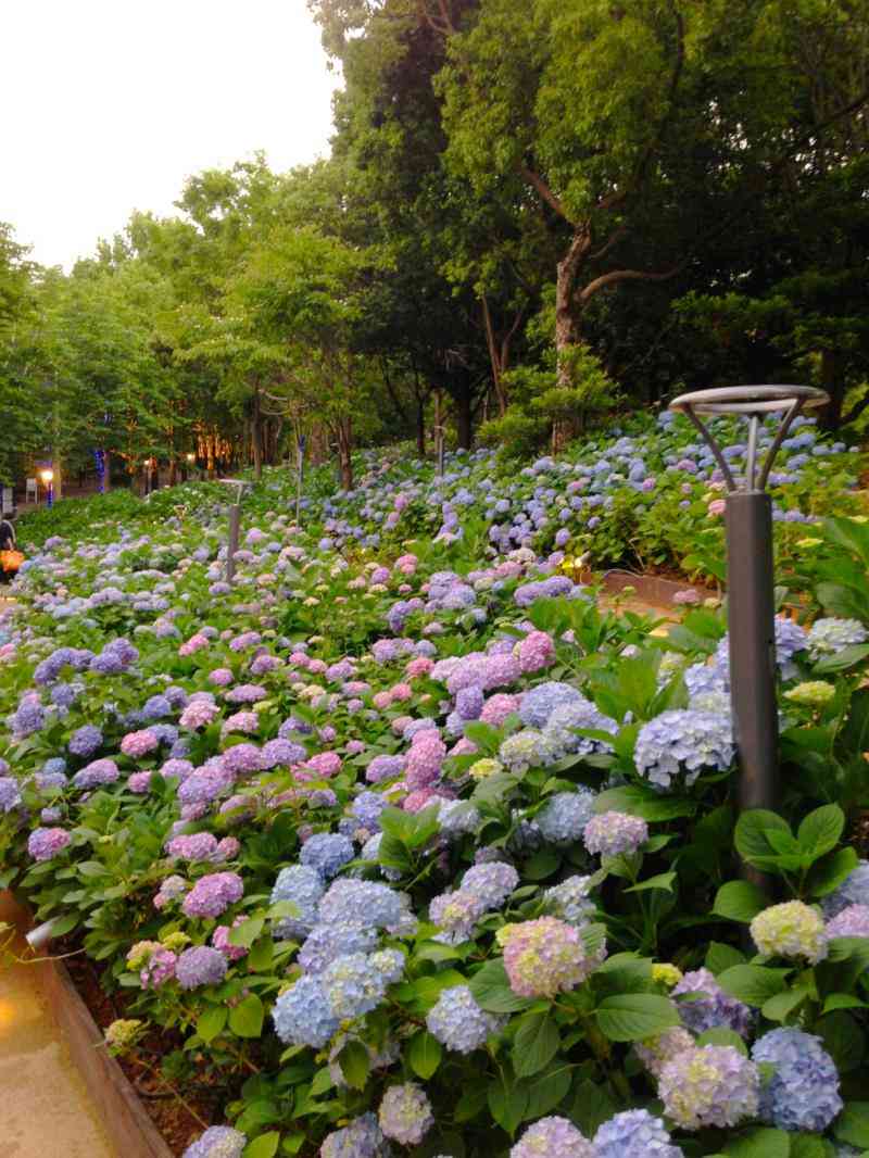 ガルちゃんで画像(サイト)を貼り付ける方法＆練習Part3