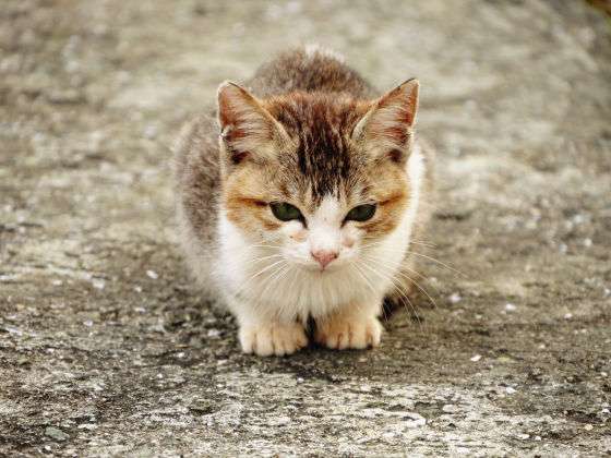 ガルちゃんで画像(サイト)を貼り付ける方法＆練習Part3