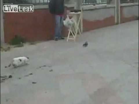 狙っていた獲物を逃したネコが、極端にガッカリするムービー - YouTube