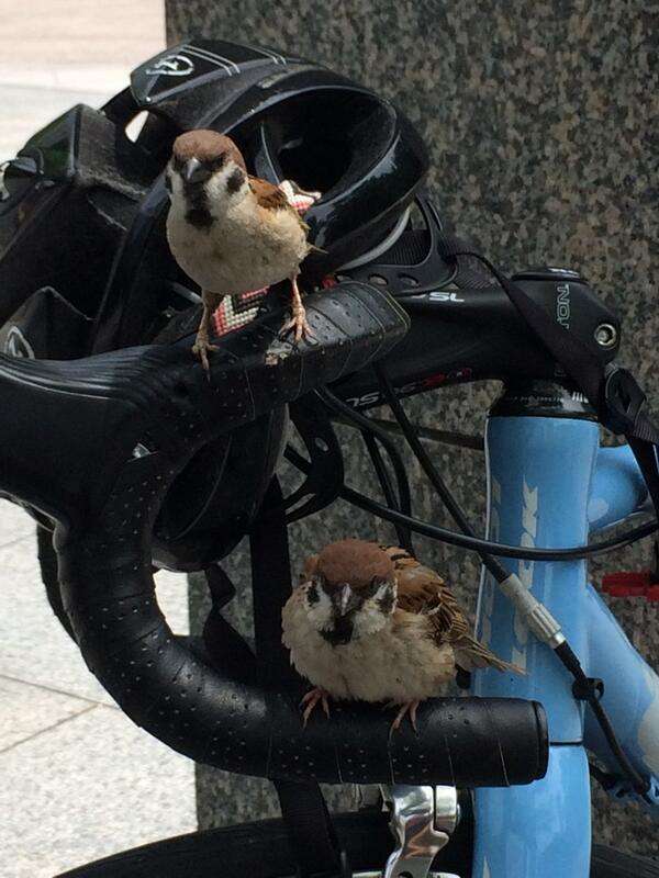スズメが自転車を不法占拠→かりんとうで取り引きした結果、奪還成功