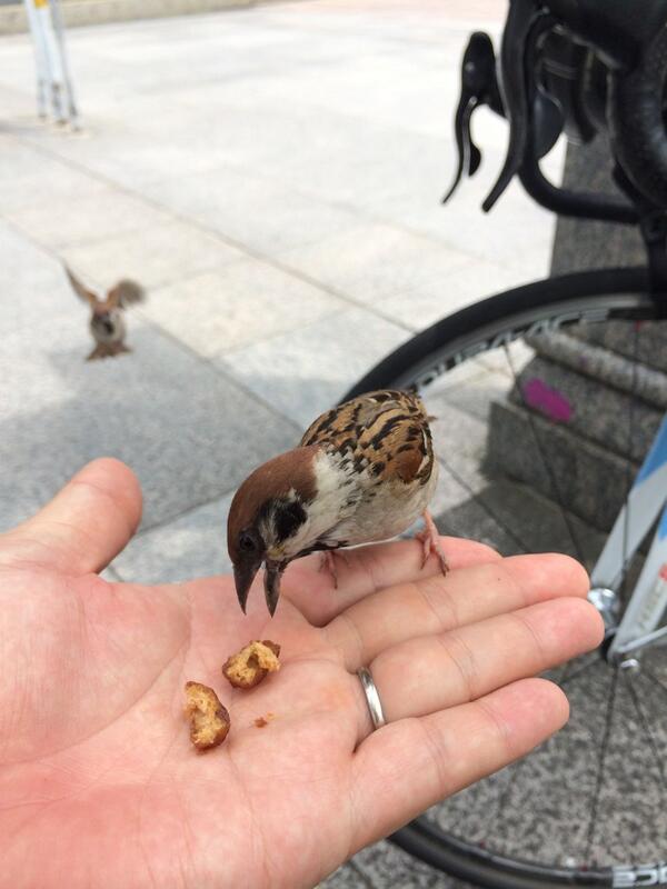 スズメが自転車を不法占拠→かりんとうで取り引きした結果、奪還成功