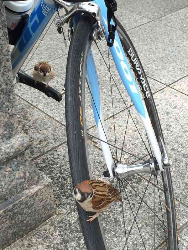 スズメが自転車を不法占拠→かりんとうで取り引きした結果、奪還成功