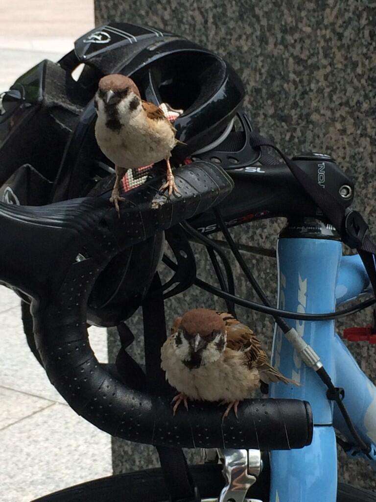   スズメが自転車を不法占拠→かりんとうで取り引きした結果、奪還に成功 - トゥギャッチ