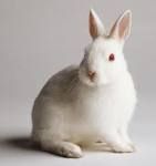 【図鑑】世界のウサギの種類の画像一覧、全集 - NAVER まとめ