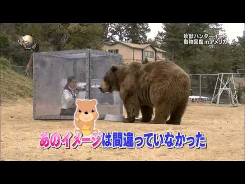 珍獣ハンターイモト　VS　グリズリー　闘争本能！ - YouTube