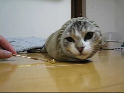イモムシなネコ - YouTube