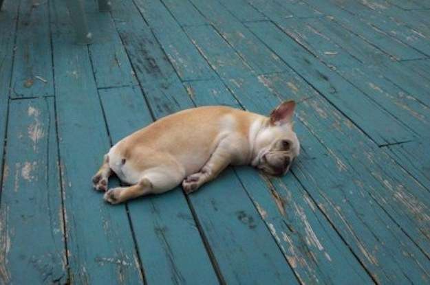 38 Dogs Who Are Too Tuckered Out To Continue