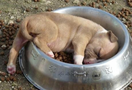 疲れ切って脱力しまくった犬がかわいいww