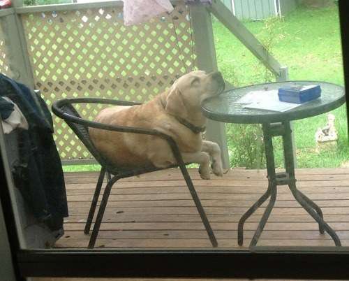 疲れ切って脱力しまくった犬がかわいいww
