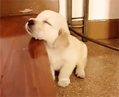 疲れ切って脱力しまくった犬がかわいいww