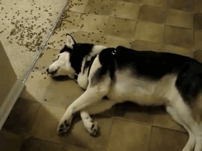 疲れ切って脱力しまくった犬がかわいいww