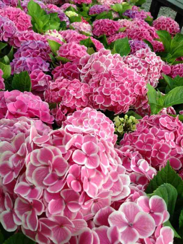 ガルちゃんで画像(サイト)を貼り付ける方法＆練習Part3