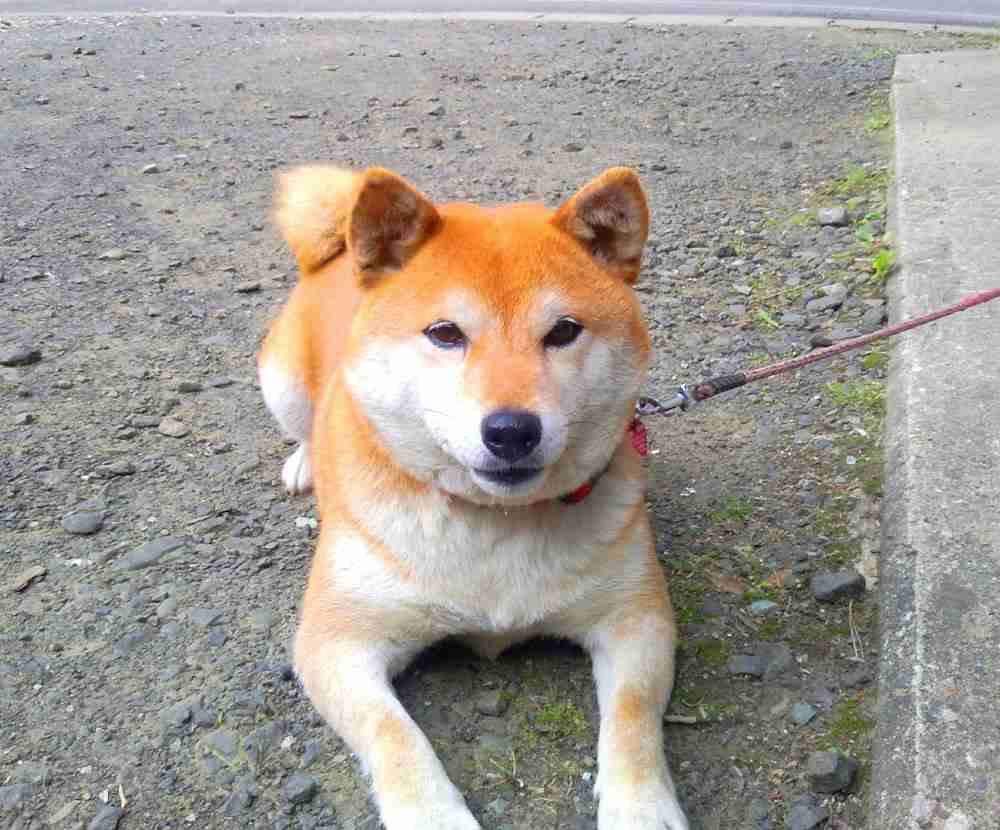 お手柄犬、クマから男児救った！普段は臆病、６歳雌のシバ犬・めごちゃん