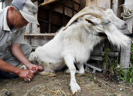 兵庫のオスヤギからミルクが出始める！味見した獣医師「甘みがあって濃厚」