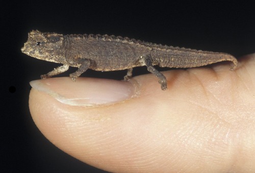 動物たちに癒やしてもらうトピック