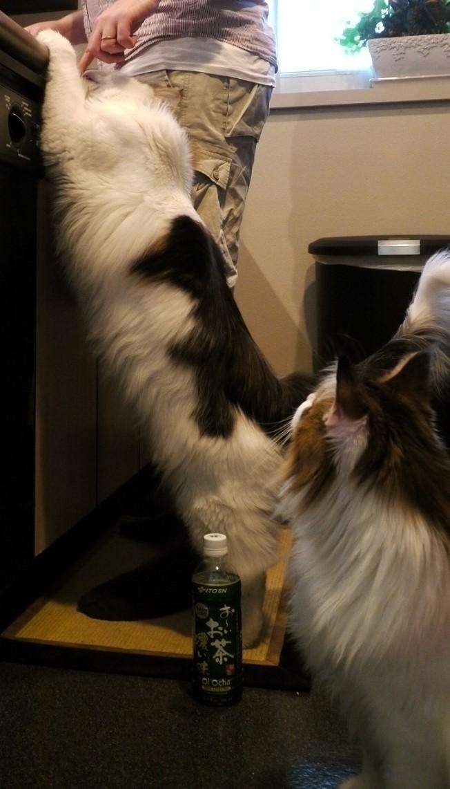 動物になりきって話すトピ