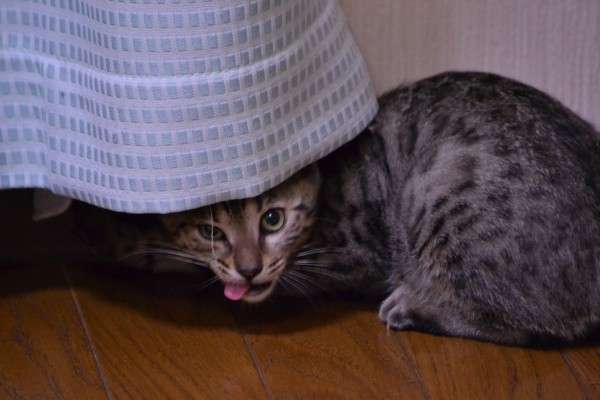 眠い人が集まるトピ