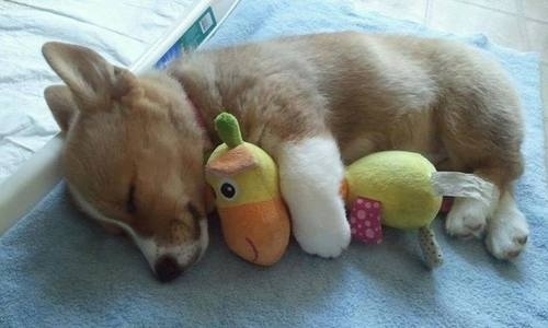 犬がキューキュー鳴くから何事かと思ったらぬいぐるみ干してた