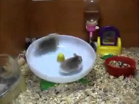 珍しいタイプの回し車にハシャぎすぎるハムスター - YouTube