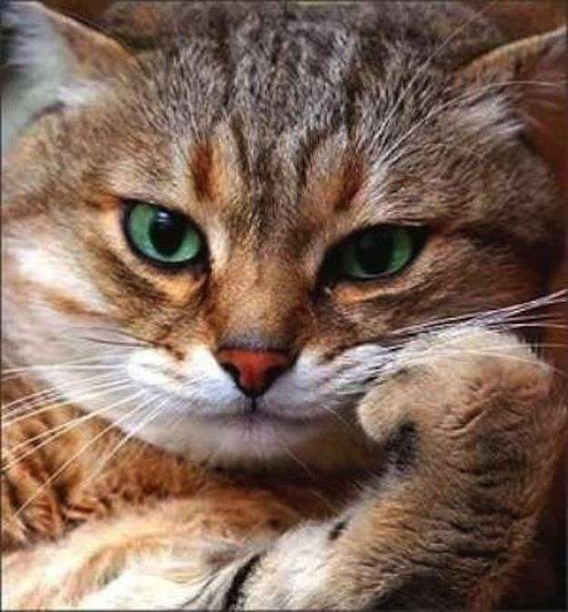 猛暑過ぎて猫が階段に列を成す…！