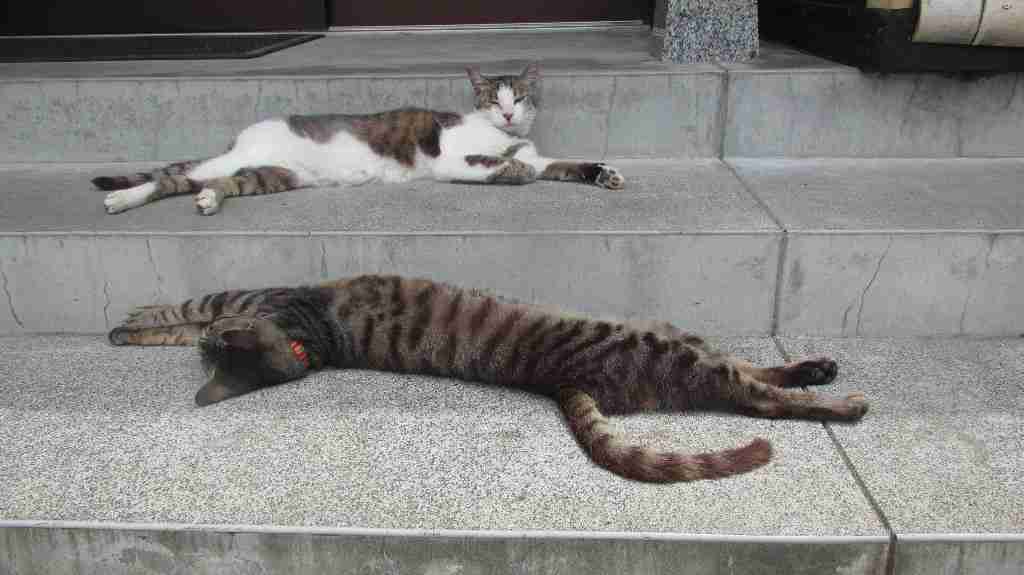 「猫寺」御誕生寺に愛好家集う、境内に52匹