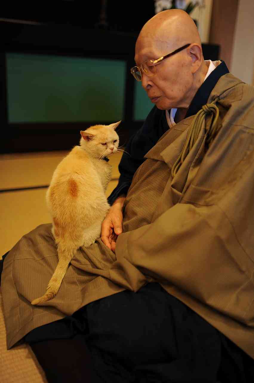 「猫寺」御誕生寺に愛好家集う、境内に52匹