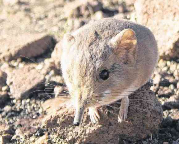 しゅんと長い鼻とぽってりな胴体。ハネジネズミの新種が発見される