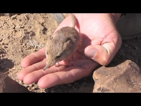 Elephant Mouse Discovered In Namibia Desert - YouTube