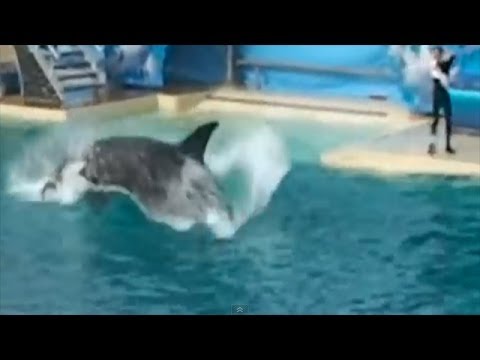 【閲覧注意】水族館のシャチの水槽に入ってきた野生のペリカンが捕食される - YouTube
