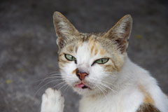 動物になりきって話すトピ