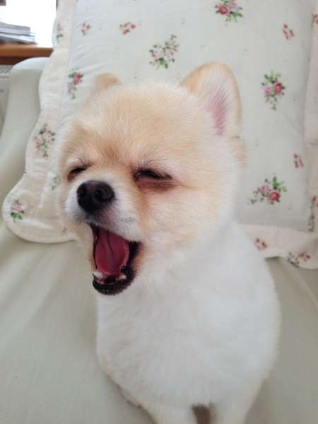眠い人が集まるトピ