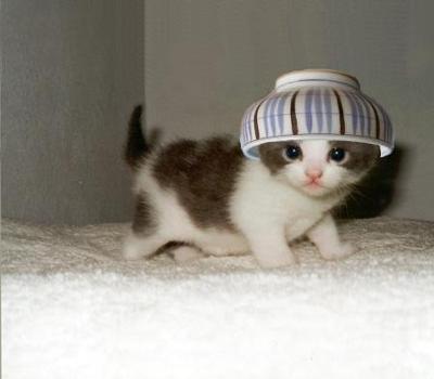 動物たちに癒やしてもらうトピック