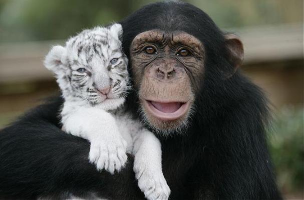 動物たちに癒やしてもらうトピック