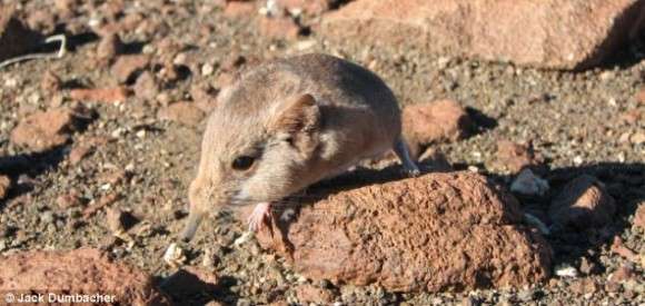 しゅんと長い鼻とぽってりな胴体。ハネジネズミの新種が発見される