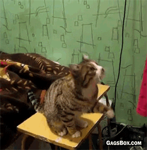 心が温まる画像をください。