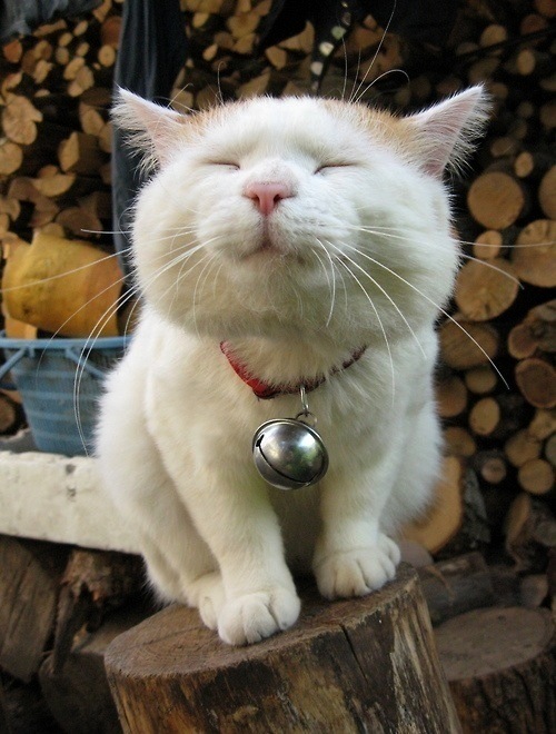 動物たちに癒やしてもらうトピック