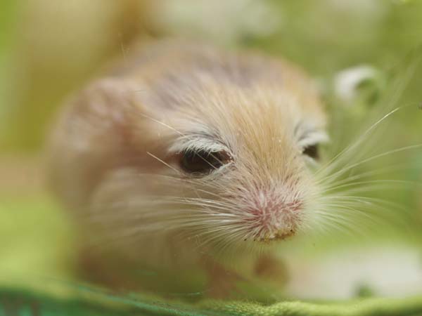 動物たちに癒やしてもらうトピック