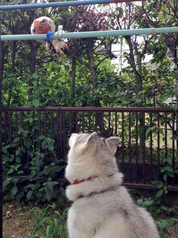 犬がキューキュー鳴くから何事かと思ったらぬいぐるみ干してた