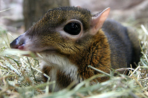 動物たちに癒やしてもらうトピック