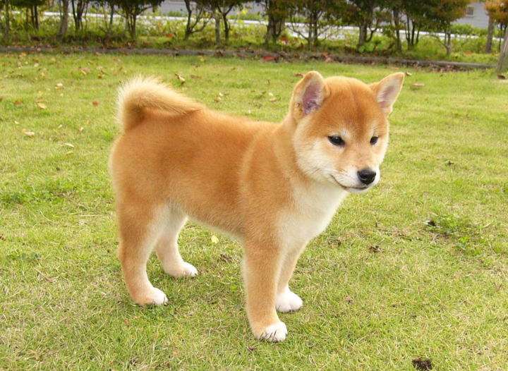 動物たちに癒やしてもらうトピック