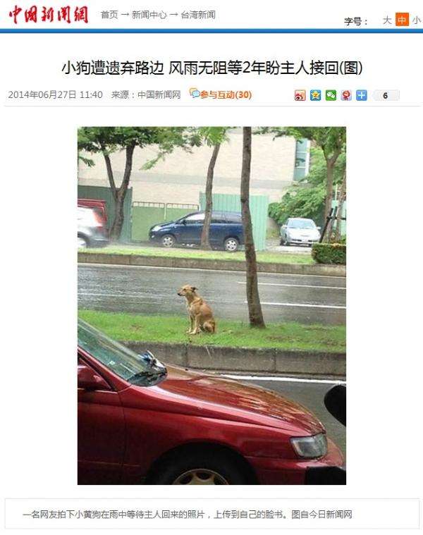 道端に捨てられた犬、2年間雨の日も風の日も主人の迎えを待ち続ける