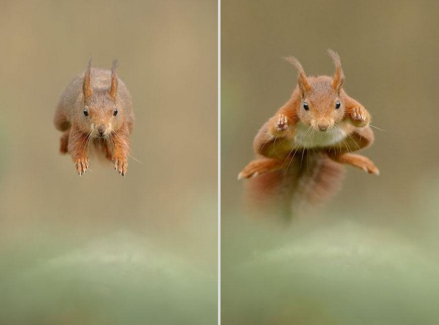 動物たちに癒やしてもらうトピック