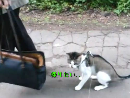 「うちの猫を初めて外に連れて行ったら…とてもシュールな光景になった」(動画)