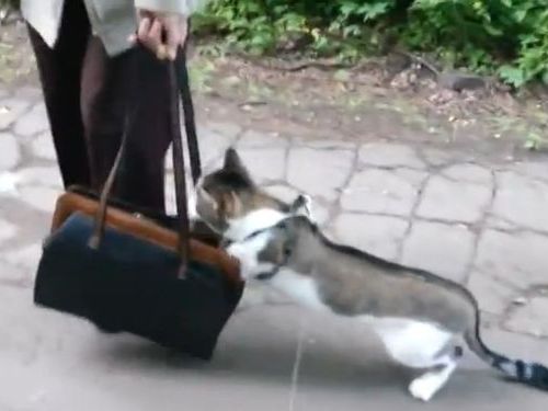 「うちの猫を初めて外に連れて行ったら…とてもシュールな光景になった」(動画)