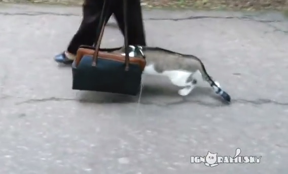 「うちの猫を初めて外に連れて行ったら…とてもシュールな光景になった」(動画)