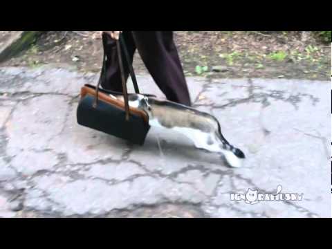 The cat first time outside / Кот первый раз на прогулке. Так не страшно. - YouTube